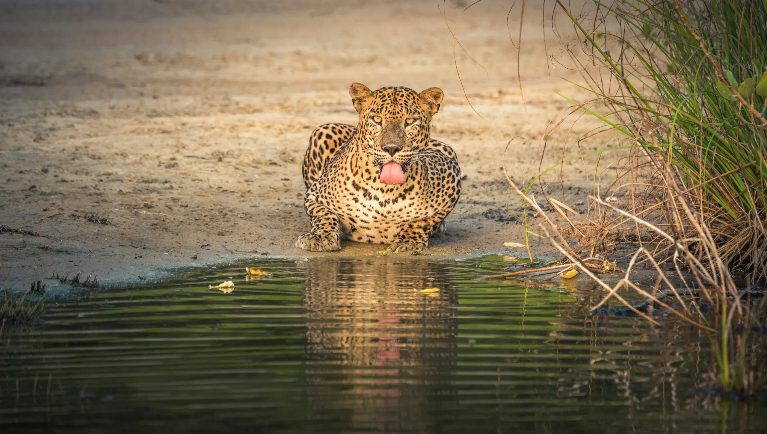 Yala leopard safari - dusk, jeep in tall grass