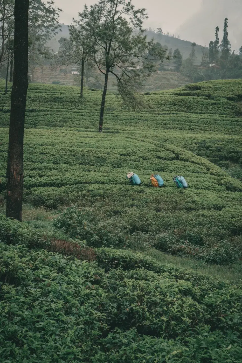 Nuwara Eliya - photo 3