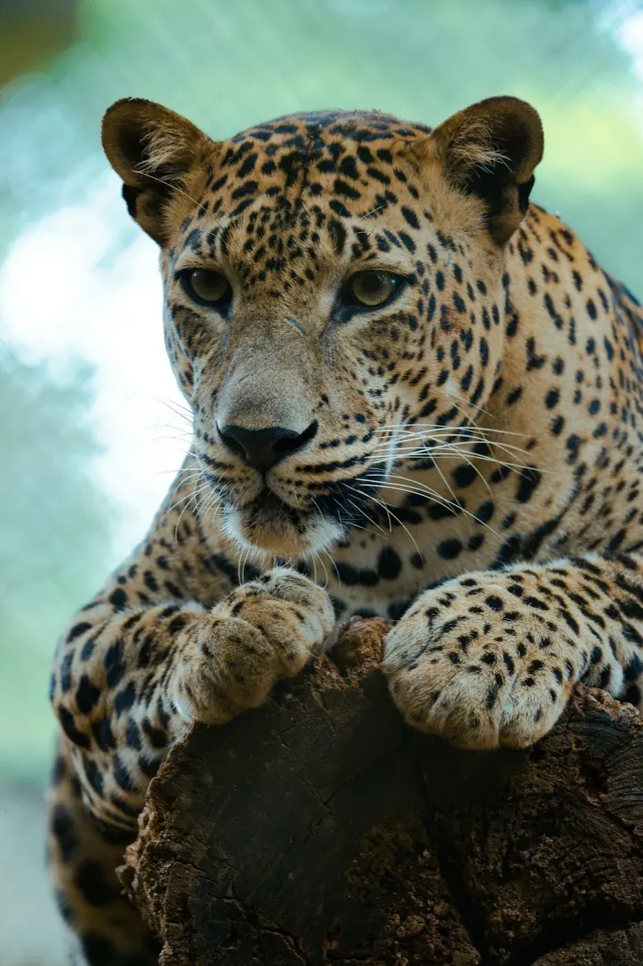 Yala - photo 1